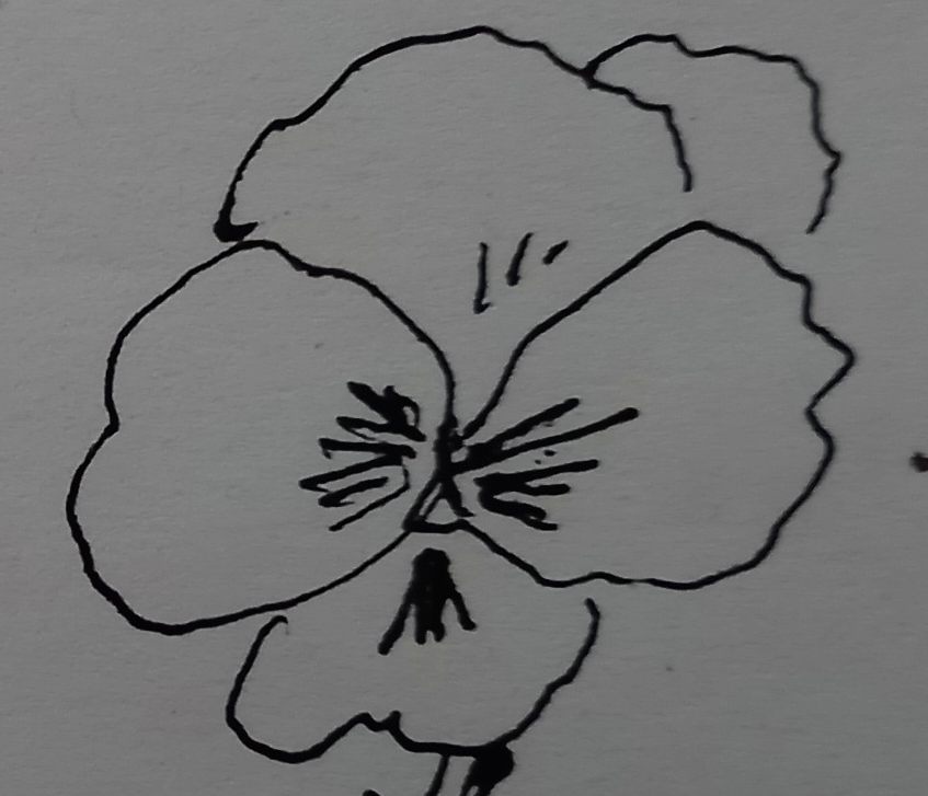 Fleur croquis